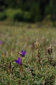 Clustered bellflower - A